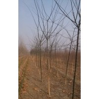 二公分速生國槐