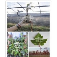 供應100%純正美國紅點紅楓扦插苗