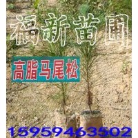 馬尾松樹(shù)苗 高脂馬尾松苗 馬尾松苗 馬尾松種子