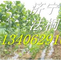3公分速生法桐小苗批發(fā)供應價格
