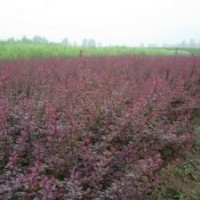 紅葉碧桃價(jià)格_紅葉碧桃詳細(xì)介紹