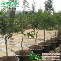 中華龍桂 桂花珍稀品種 生長(zhǎng)速度比一般桂花快一倍 桂花樹(shù)苗報(bào)價(jià)