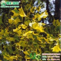 金邊馬褂木 綠化苗木 綠化小苗 彩葉樹小苗供應(yīng)包存活