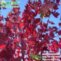 北美紅櫟 葉子性狀美麗 色彩鮮艷 優(yōu)良城市觀賞樹(shù)種 北美紅櫟 樹(shù)