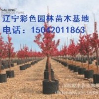 皇家雨點(diǎn)海棠