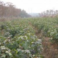 江西造林苗楓香、木荷、杉苗、濕地松、杜英、香樟價格低