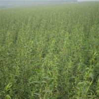 連云港供應(yīng)速生竹柳升級樹種-濱柳