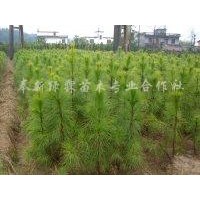 江西濕地松苗|江西馬尾松苗|江西杉木苗