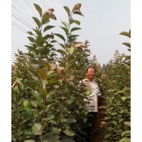 北美海棠苗地徑0.8以上