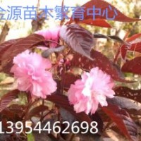 櫻花、紅葉櫻花、紅葉櫻花接穗