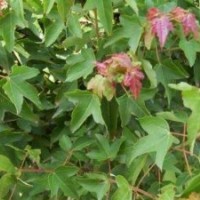 供應(yīng)三角楓小苗、三角楓小苗價(jià)格