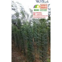 1、1.5、2公分速生國槐小苗清地價出售