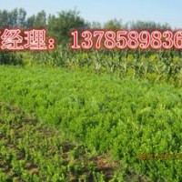 河北深州北四王低價供應(yīng)小葉黃楊