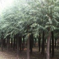 火炬樹、速生柳、旱柳春季熱銷