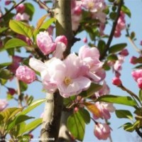 西府海棠成品苗，西府海棠芽苗，西府海棠根接苗及公分苗