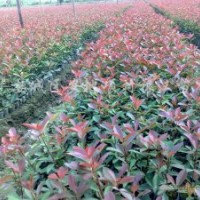 百萬(wàn)紅葉石楠待售