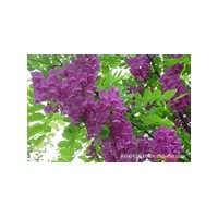 大量供應香花槐、白蠟、榆樹 小苗