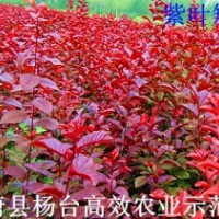 現(xiàn)在最便宜的苗木有花椒苗0.2元、山杏苗0.6元、毛桃苗0.8元、核