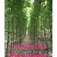 國槐 濟寧國槐基地 精品苗木 量大從優(yōu)