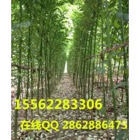 國槐 正宗國槐 專業(yè)種植