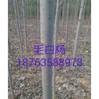 山東毛白楊國槐白蠟1-15公分