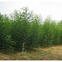 長期供應(yīng)各種規(guī)格白皮松、油松、側(cè)柏