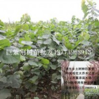 2米高巨紫荊樹(shù)苗全國(guó)包活發(fā)苗速生觀花大喬木之首