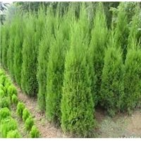 蜀檜價格新蜀檜價格老蜀檜價格