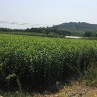 大量出售批發(fā)青梅苗青梅子播苗實生苗嫁接苗