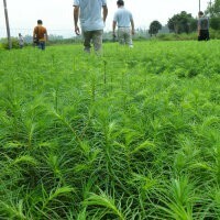 主要供應綠化苗;江西濕地松，江西馬尾松，江西楓香，江西榿木，