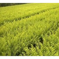 垂絲海棠便宜了