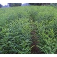 供應(yīng)國槐小苗*國槐小苗*國槐小苗