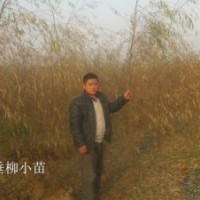 低價(jià)供應(yīng)青皮垂柳苗 直柳