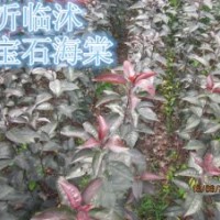 紅寶石 王族海棠