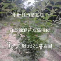 江蘇常綠耐寒小葉女貞苗一年生小葉女貞苗價(jià)格