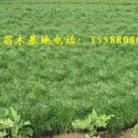 銷售營養(yǎng)杯油松苗每棵0.8元