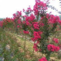 紅火球紫薇40公分/紅火箭紫薇苗50公分