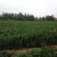 山東招遠(yuǎn)苗木專供冬青大葉黃楊