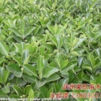 定州市榮旺苗木花卉農(nóng)民專業(yè)合作社