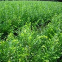 紅豆杉苗，紅豆杉小苗，湖北紅豆杉苗