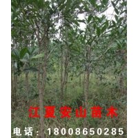 武漢周邊各種果樹苗，風景（桃李），石楠、紅葉楓等