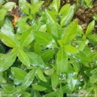 冬青苗大量廉價(jià)提供