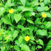 供應(yīng)棣棠，哪里棣棠好基地