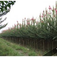 2-15公分大紅紫薇