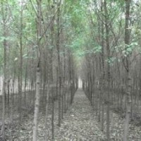 河北保定的速生柳多少錢一棵