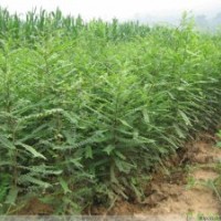 供應(yīng)皂角苗、產(chǎn)刺皂角苗、荒山造林皂角苗