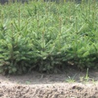 供應(yīng)云杉白皮松