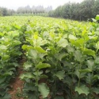 供應(yīng)辛夷苗