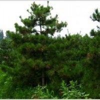 山西大同廣靈出售油松樹苗