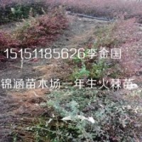 沭陽地區(qū)一年生火棘小苗50厘米高籽播火棘苗百畝基地
